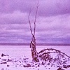 Winter 2