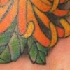 Chrysanthemum