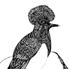 Crowned Pigeon