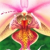 INSIDE ORCHID