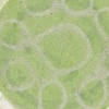 Sound Narrative/green
