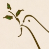 Peace Dove