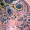owl