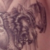 tiger warrior