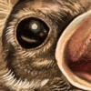 bird in a ribcage