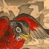 robin