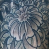 spider mum