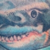 shark