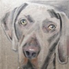 Hunter Needs a Home