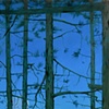Erik Weisenburger
Mystery of the Kinglet