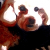 Doggie
