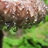 the fancy mushroom