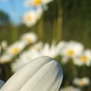 daisy daisy