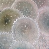 Pollen