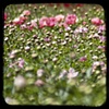 A Field of Peony's