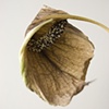 Untitled, Flower