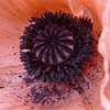 Poppy