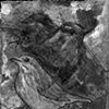 Sparrow