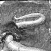 Worm