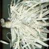 Shreds Book