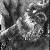 Sloth