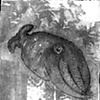 Cuttlefish