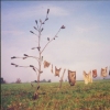 River Laundry, Bottle Tree