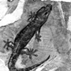 Lizard