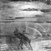 Fly