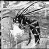Wasp