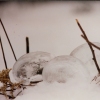 Ice Eggs