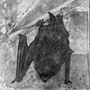 Bat