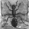 Ant