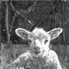 Lamb
