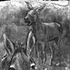 Mule