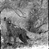 Hyena