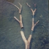 Sentinel Elm