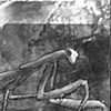Mantis
