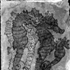 Seahorse