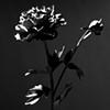"Peony"