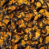 "Butterflies"