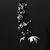 "Flower Study"