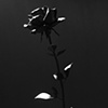 "Flower Study"
