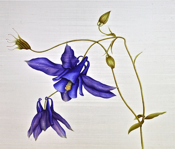 Blue columbine 2
