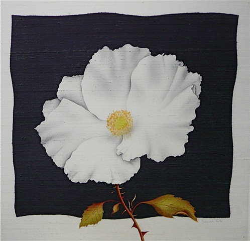 White Regosa