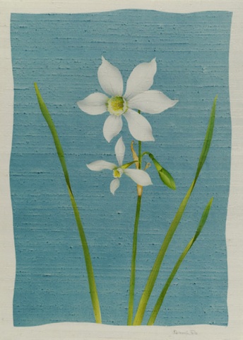 Narcissus