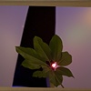 Prints/Photos