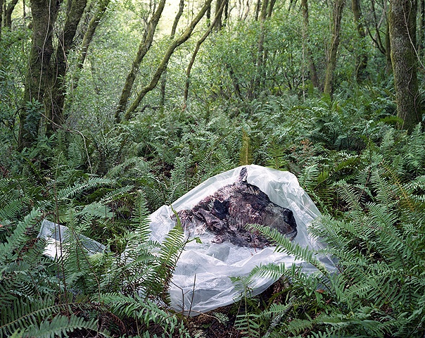 bear relocation documentation #2