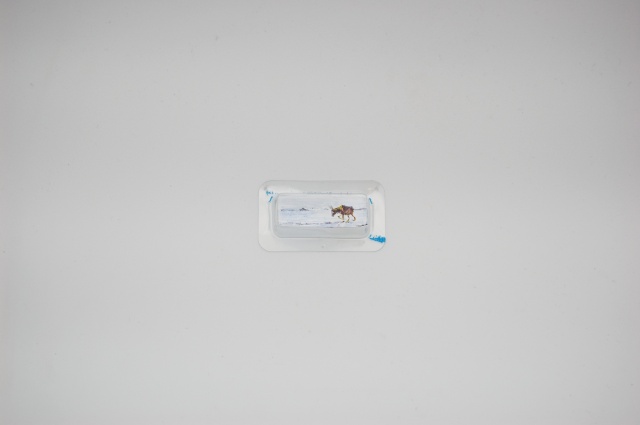 Migrating Tibetan Antelope