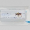Migrating Tibetan Antelope